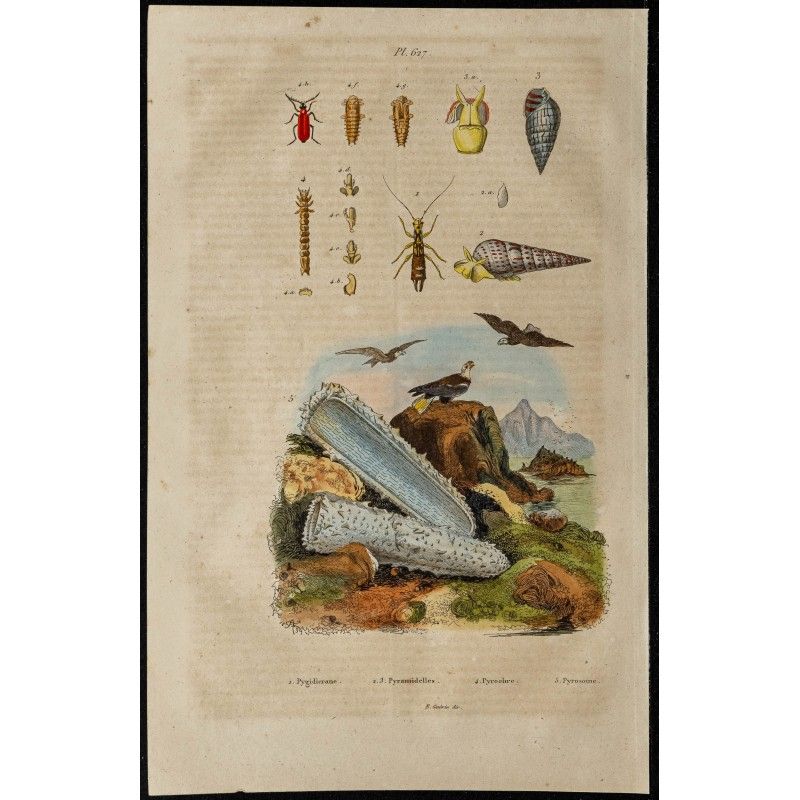 Gravure de 1839 - Insectes coléoptères, pyrosome... - 1