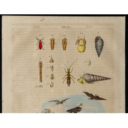 Gravure de 1839 - Insectes coléoptères, pyrosome... - 2