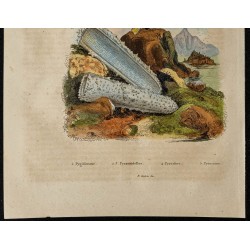 Gravure de 1839 - Insectes coléoptères, pyrosome... - 3