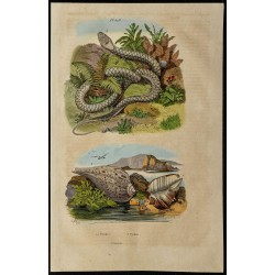 Gravure de 1839 - Python et pyrules - 1