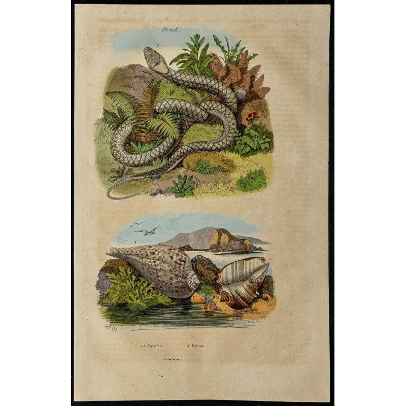 Gravure de 1839 - Python et pyrules - 1