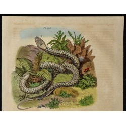 Gravure de 1839 - Python et pyrules - 2