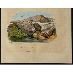 Gravure de 1839 - Python et pyrules - 3