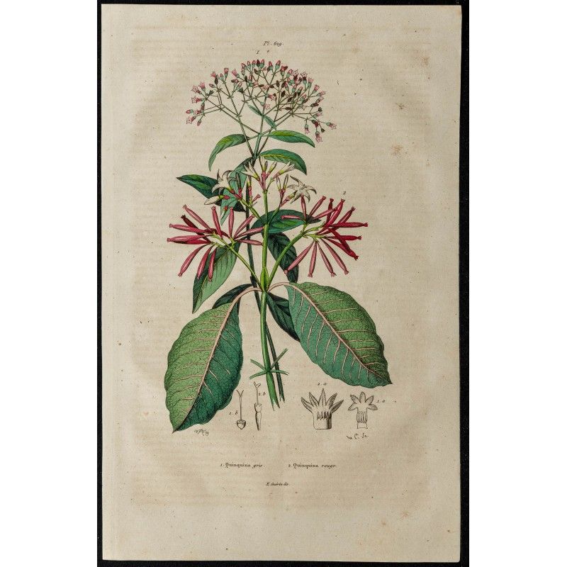 Gravure de 1839 - Quinquina en fleurs - 1