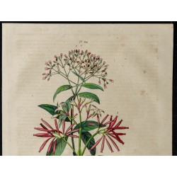 Gravure de 1839 - Quinquina en fleurs - 2