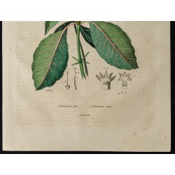 Gravure de 1839 - Quinquina en fleurs - 3