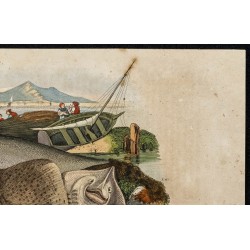 Gravure de 1839 - La raie - 3