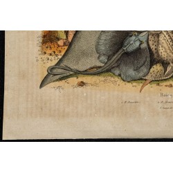Gravure de 1839 - La raie - 4