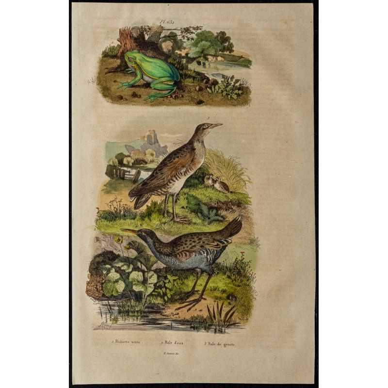 Gravure de 1839 - Rainette verte et Râle - 1