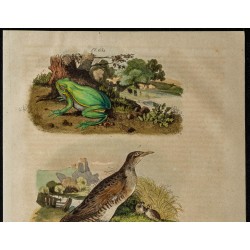 Gravure de 1839 - Rainette verte et Râle - 2