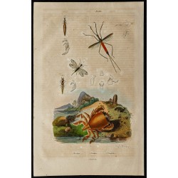 Gravure de 1839 - Crabe ranine et insectes - 1
