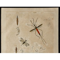 Gravure de 1839 - Crabe ranine et insectes - 2