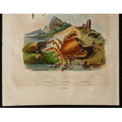 Gravure de 1839 - Crabe ranine et insectes - 3