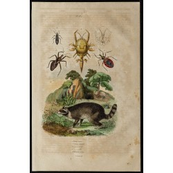 Gravure de 1839 - Raton laveur et insectes réduves - 1