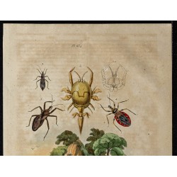 Gravure de 1839 - Raton laveur et insectes réduves - 2