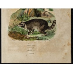Gravure de 1839 - Raton laveur et insectes réduves - 3