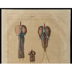 Gravure de 1839 - Reins des oiseaux - 2