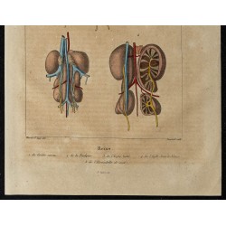Gravure de 1839 - Reins des oiseaux - 3