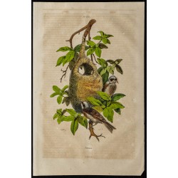 Gravure de 1839 - Oiseaux Remiz - 1