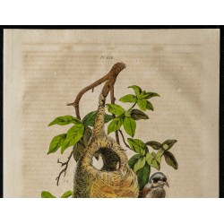 Gravure de 1839 - Oiseaux Remiz - 2