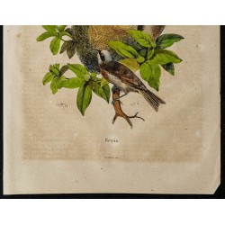 Gravure de 1839 - Oiseaux Remiz - 3