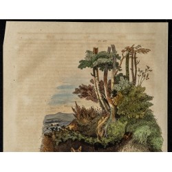 Gravure de 1839 - Renards - 2