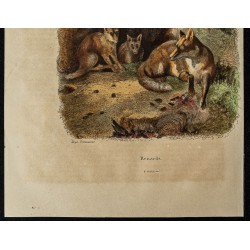 Gravure de 1839 - Renards - 3