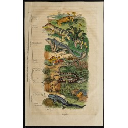Gravure de 1839 - Classification des reptiles - 1