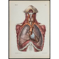 Gravure de 1866 - Angiologie - Coeur & cavité thoracique - 1