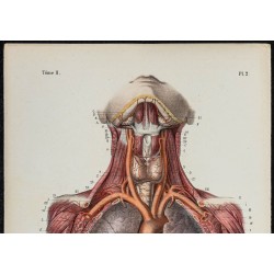 Gravure de 1866 - Angiologie - Coeur & cavité thoracique - 2