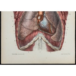 Gravure de 1866 - Angiologie - Coeur & cavité thoracique - 3