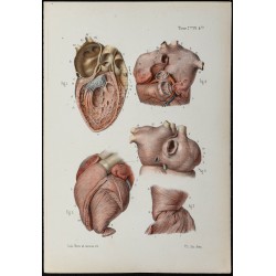 Gravure de 1866 - Angiologie & Anatomie du Coeur humain - 1