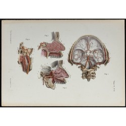 Gravure de 1866 - Angiologie & Artères de la tête - 1