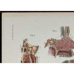 Gravure de 1866 - Angiologie & Artères de la tête - 2