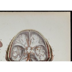 Gravure de 1866 - Angiologie & Artères de la tête - 3