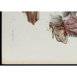 Gravure de 1866 - Angiologie & Artères de la tête - 4