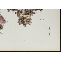 Gravure de 1866 - Angiologie & Artères de la tête - 5