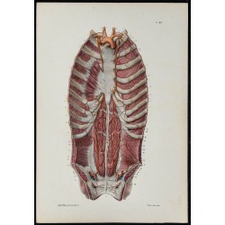 Gravure de 1866 - Artères mammaire interne et épigastrique - 1