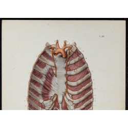 Gravure de 1866 - Artères mammaire interne et épigastrique - 2