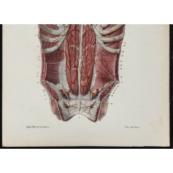 Gravure de 1866 - Artères mammaire interne et épigastrique - 3
