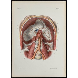 Gravure de 1866 - Angiologie & Artères du tronc - 1