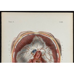 Gravure de 1866 - Angiologie & Artères du tronc - 2