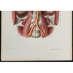 Gravure de 1866 - Angiologie & Artères du tronc - 3
