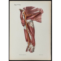 Gravure de 1866 - Angiologie & Artères du bras - 1