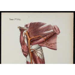 Gravure de 1866 - Angiologie & Artères du bras - 2