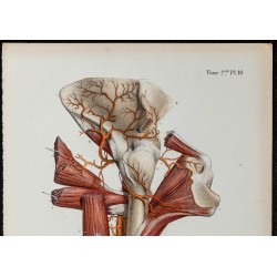 Gravure de 1866 - Angiologie & Artères du bras humain - 2