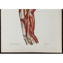 Gravure de 1866 - Angiologie & Artères du bras humain - 3