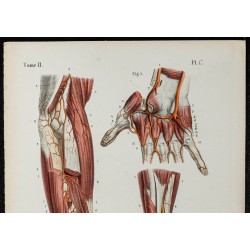 Gravure de 1866 - Artères de l'avant-bras et de la main - 2