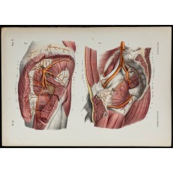 Gravure de 1866 - Angiologie & Artères du bassin - 1