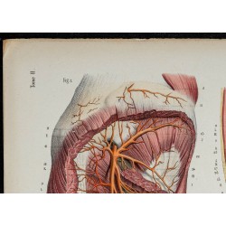 Gravure de 1866 - Angiologie & Artères du bassin - 2